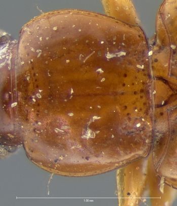 Media type: image;   Entomology 5946 Aspect: pronotum dorsal